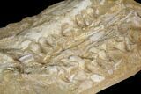 Fossil Mosasaur Jaws (Halisaurus) - Morocco #113039-2